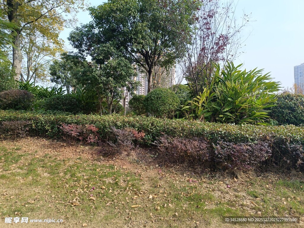 户外绿地灌木丛景观