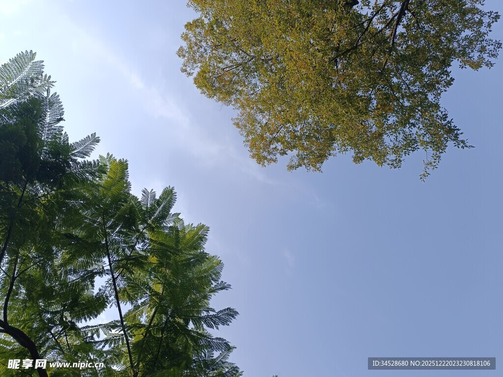 仰视绿树蓝天美景