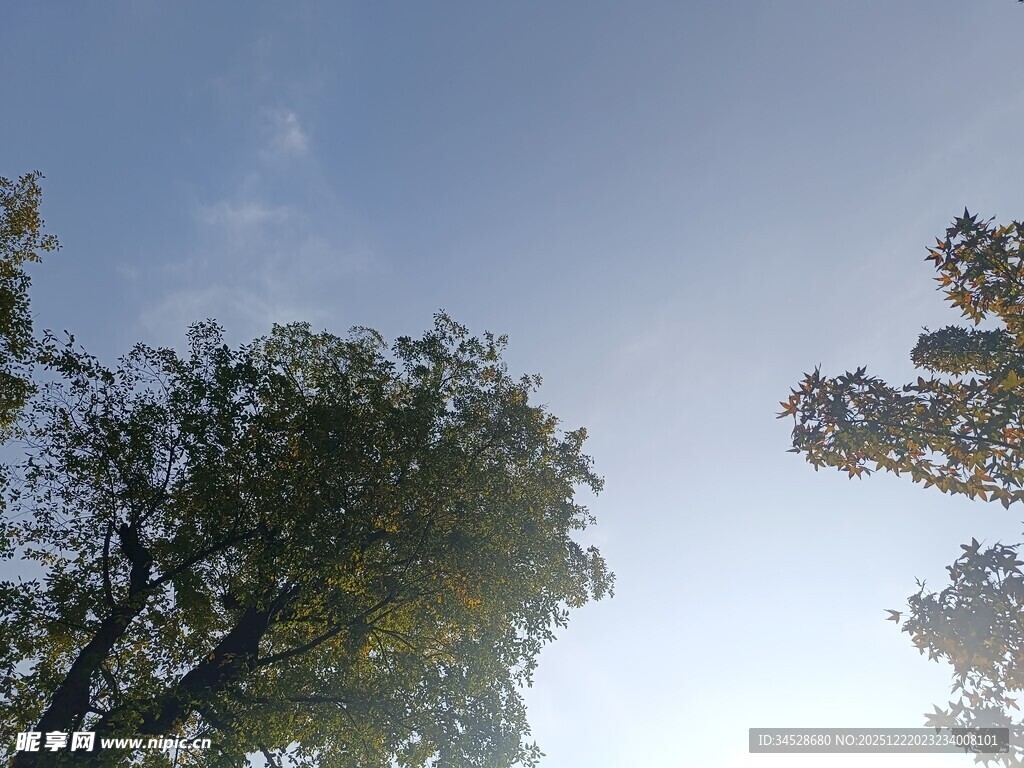 仰视蓝天绿树景观
