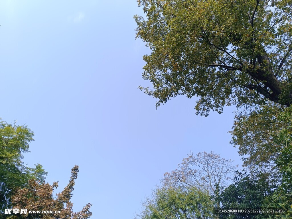 秋日林间树梢与蓝天