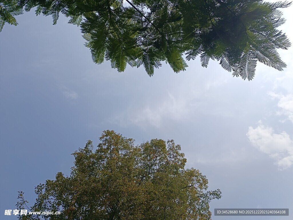 仰视绿树蓝天美景