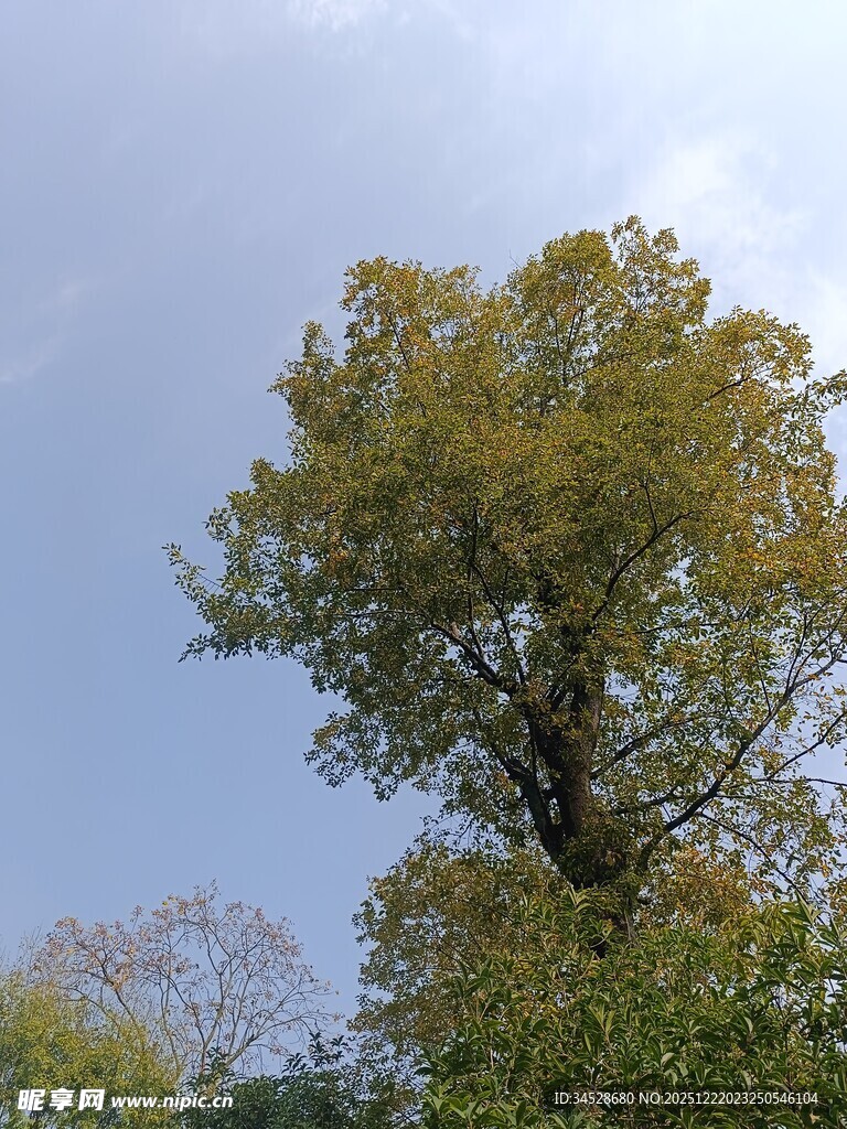 蓝天映衬下的茂盛大树