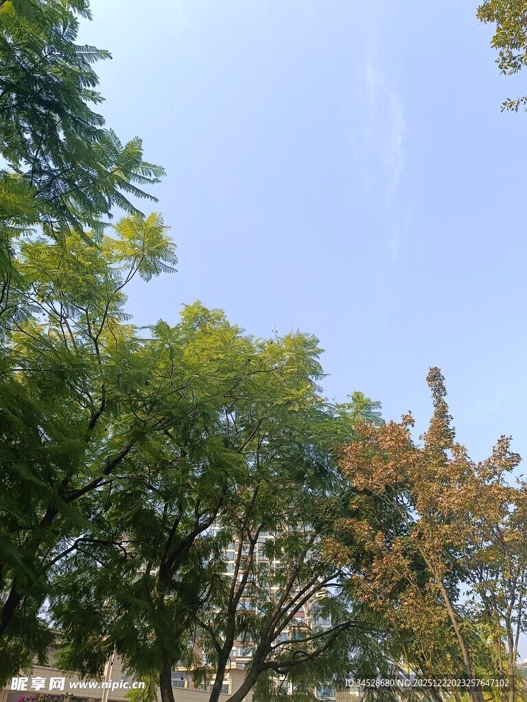 绿树蓝天的清新景致