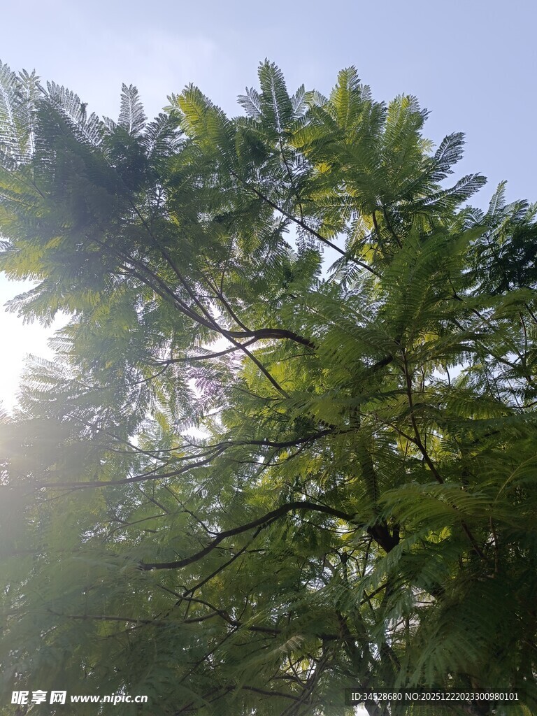 阳光照耀下的葱郁树木