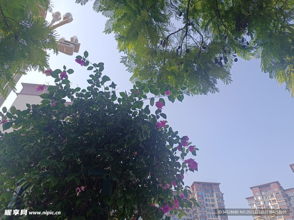 城市中繁茂绿植与高楼