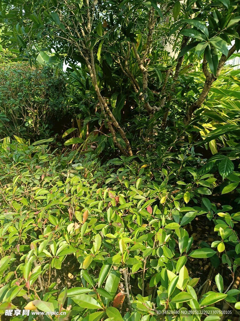 繁茂绿植景观