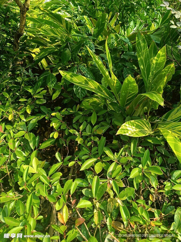 翠绿繁茂的植物景观