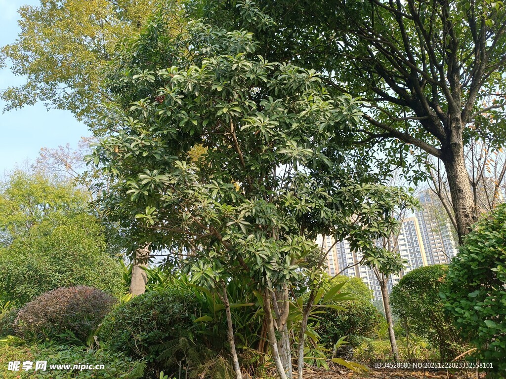 户外繁茂绿植风景