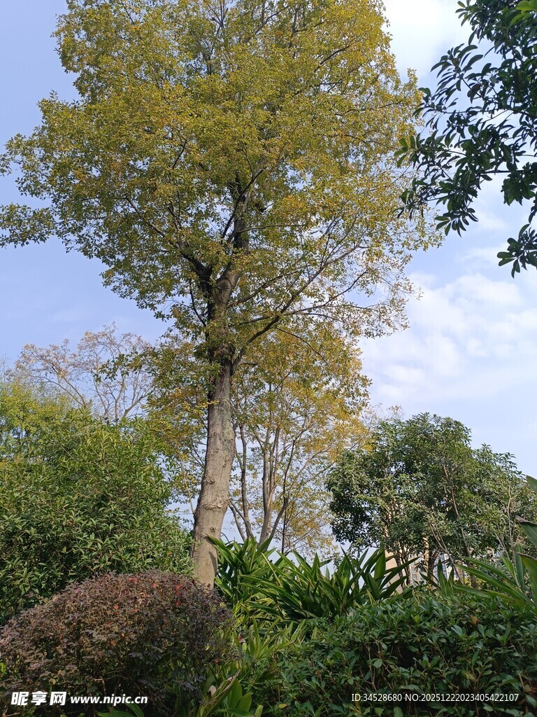 秋日公园高大银杏树