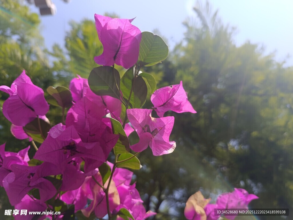 娇艳三角梅绽放于枝头