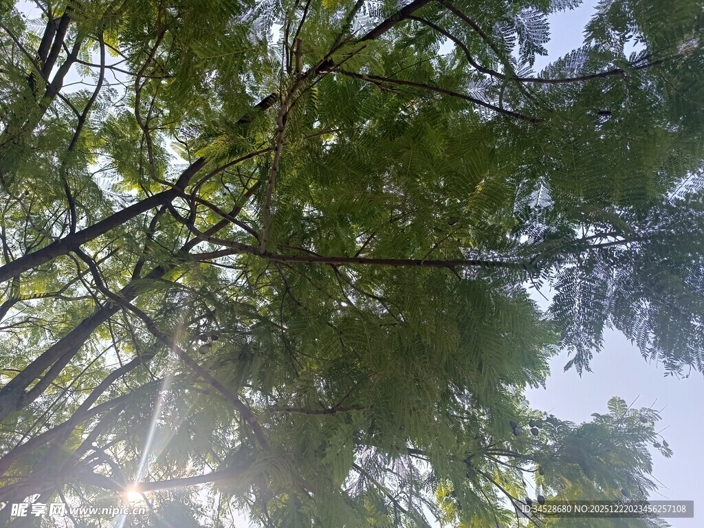 阳光透过枝叶的清新景象