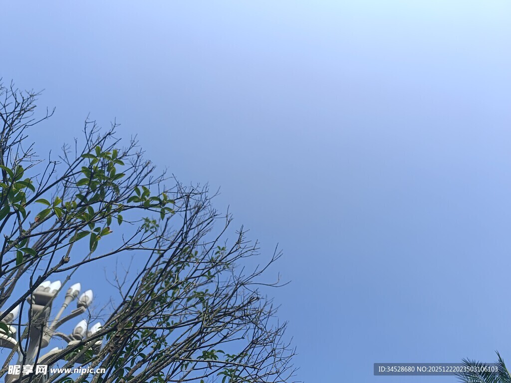 蓝天树枝景象