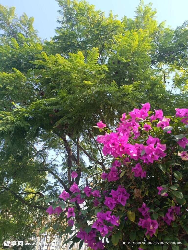 绿叶间绽放的艳丽三角梅