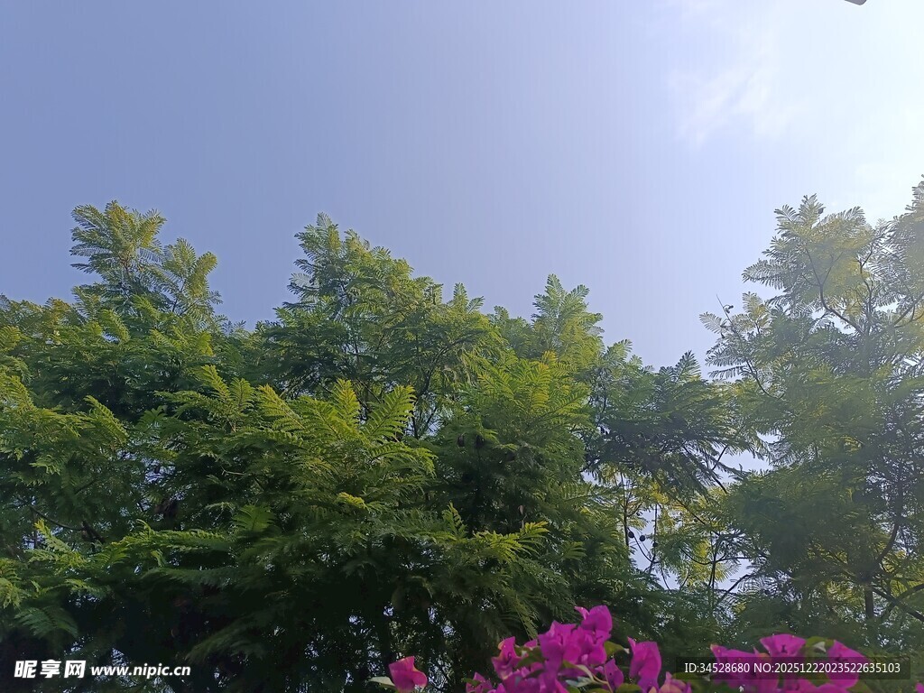 蓝天绿树间的绚烂花朵