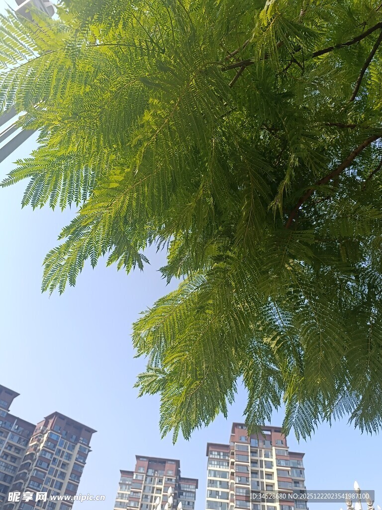 绿树映衬下的城市高楼