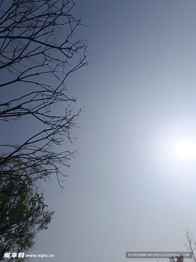 阳光下的树枝与蓝天