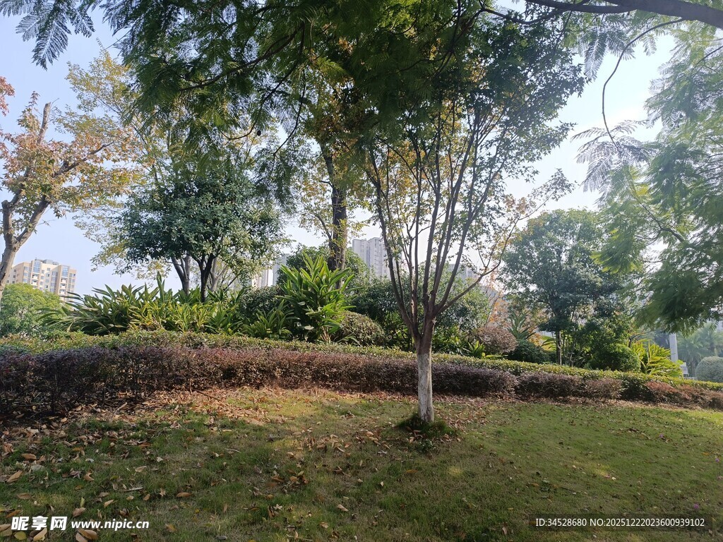 户外静谧绿树成荫的景致