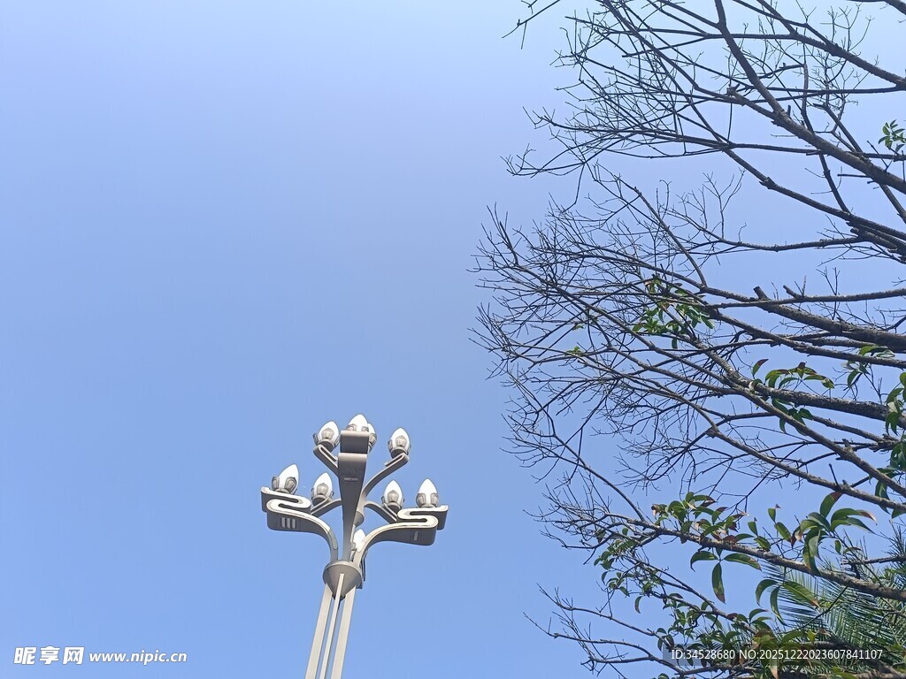 蓝天树枝下的独特路灯