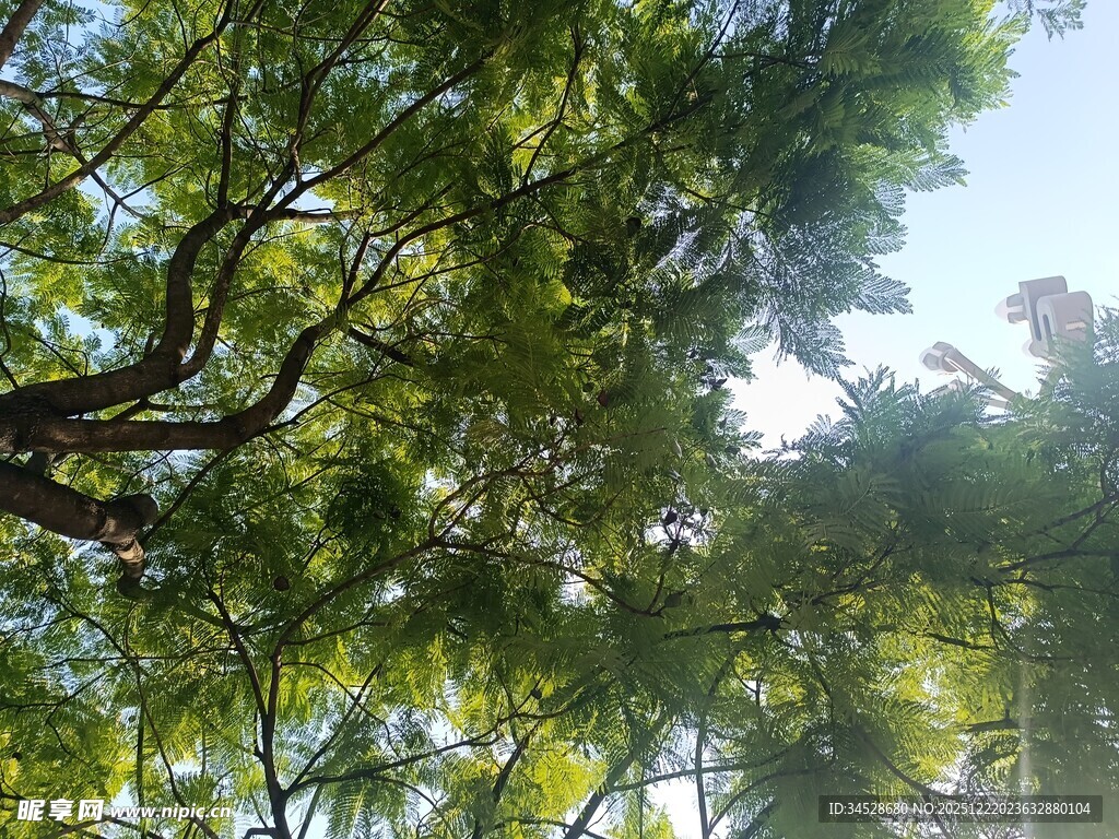 仰视葱郁繁茂的树冠