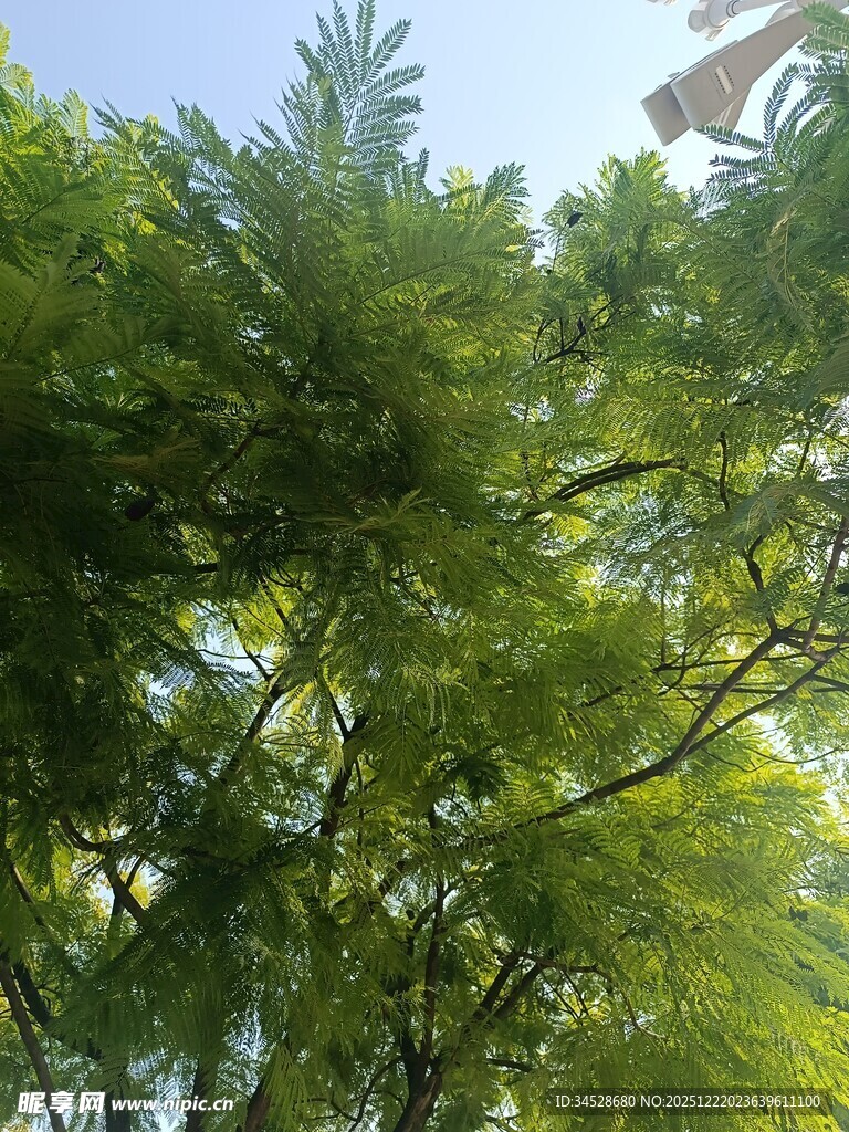 翠绿繁茂的树冠