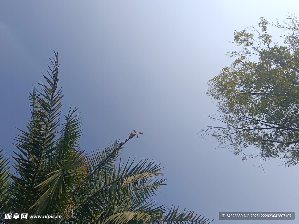 仰望蓝天与葱郁树木