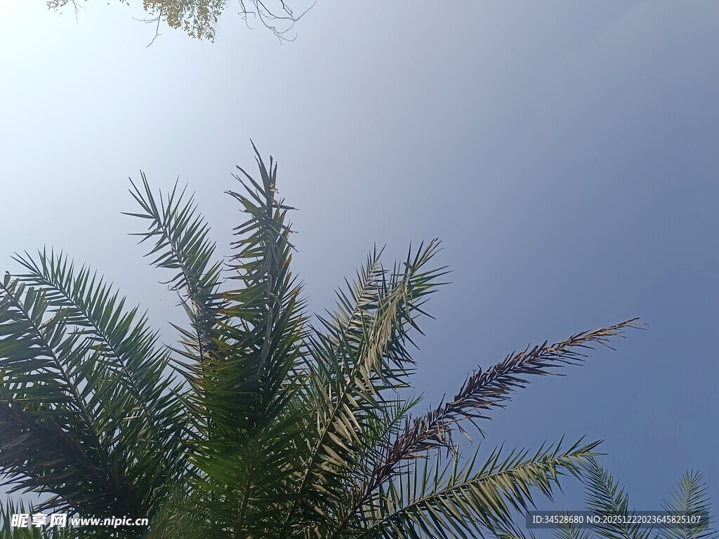 蓝天映衬下的棕榈树顶
