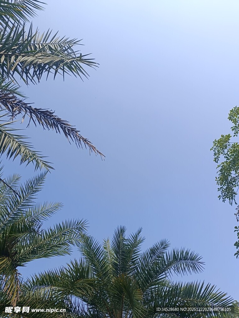 仰视下的棕榈树与蓝天
