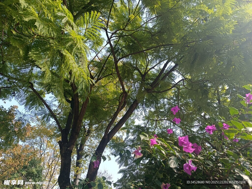 阳光洒落繁花绿树间