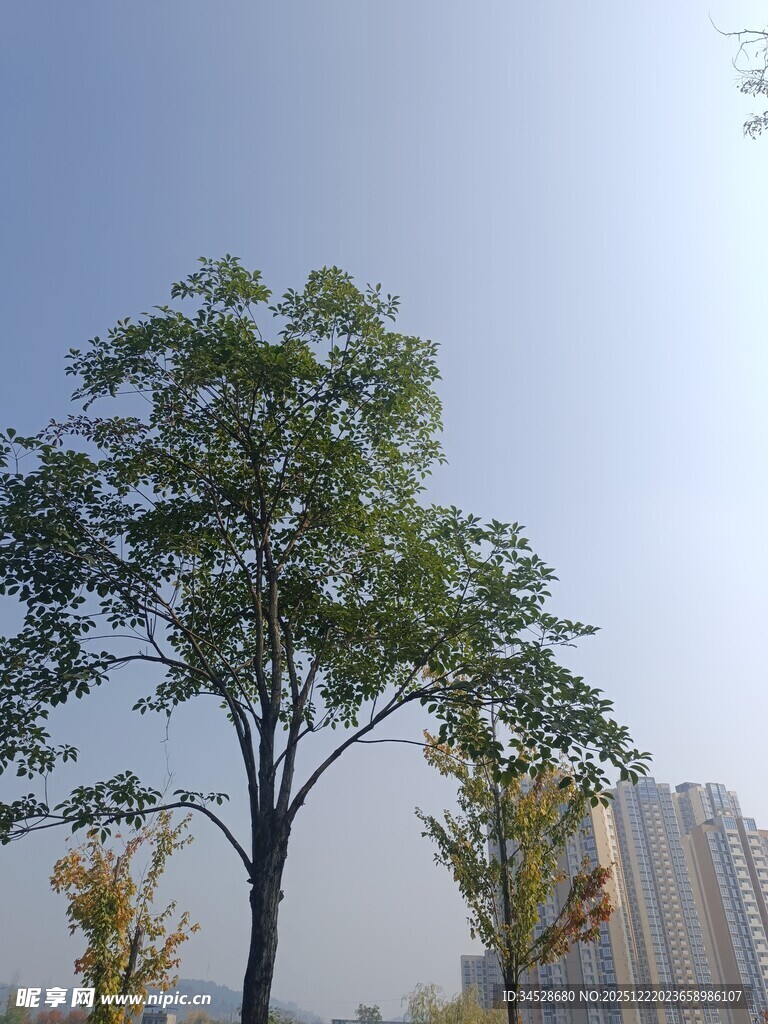 城市中挺拔的绿树