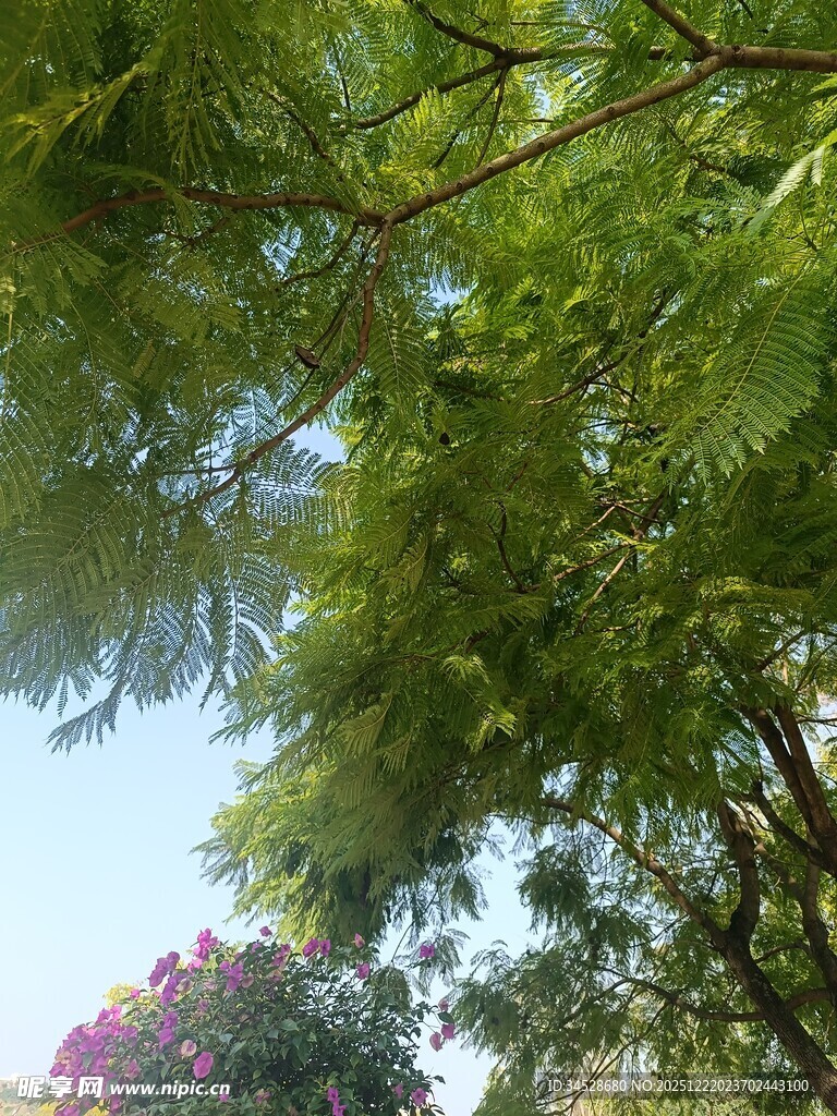 枝叶繁茂的绿树景观