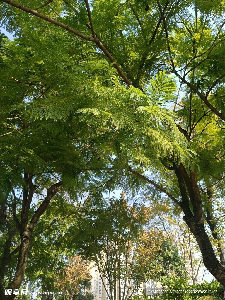 阳光下的葱郁绿树