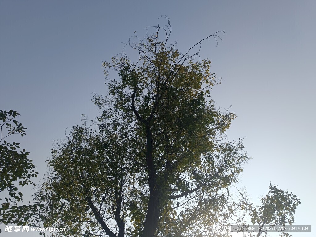 仰拍阳光下的高大树木