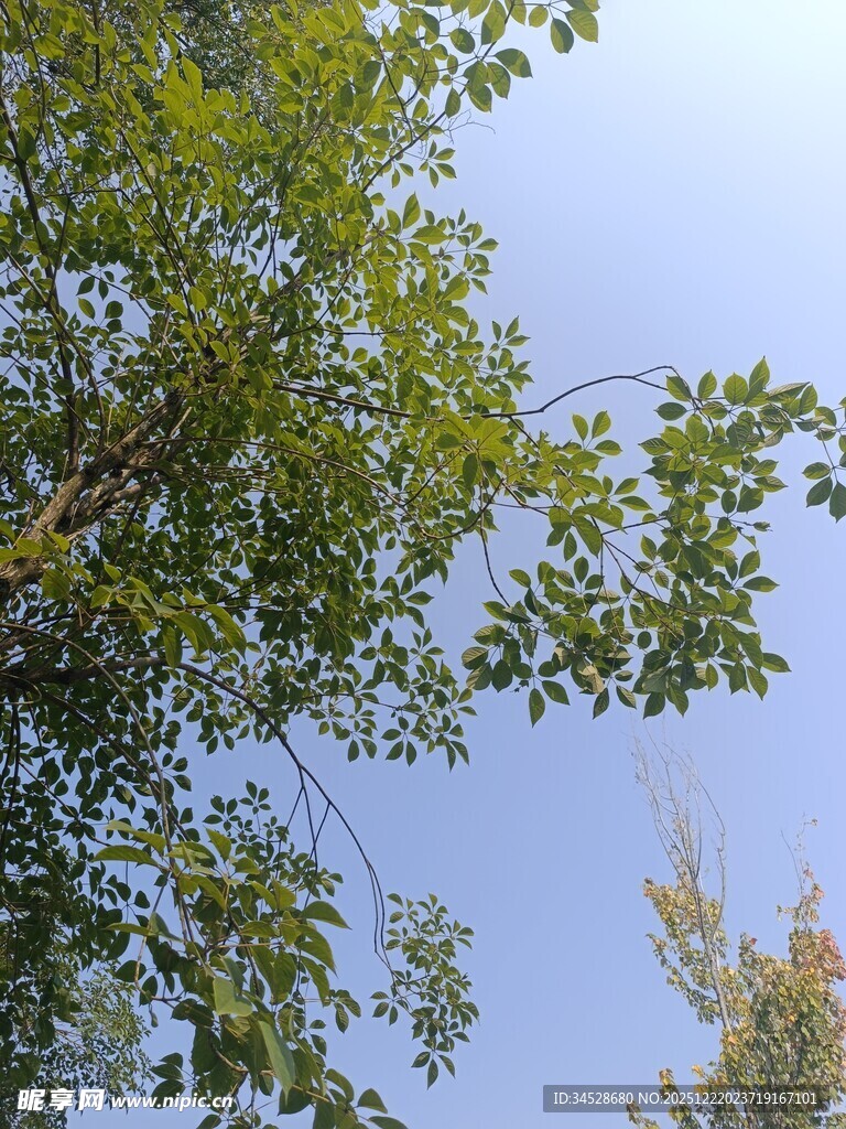 仰视绿树蓝天美景