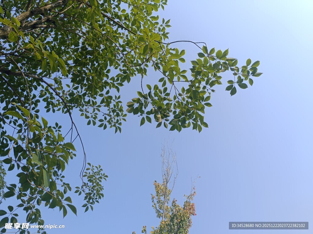 仰视绿树蓝天美景