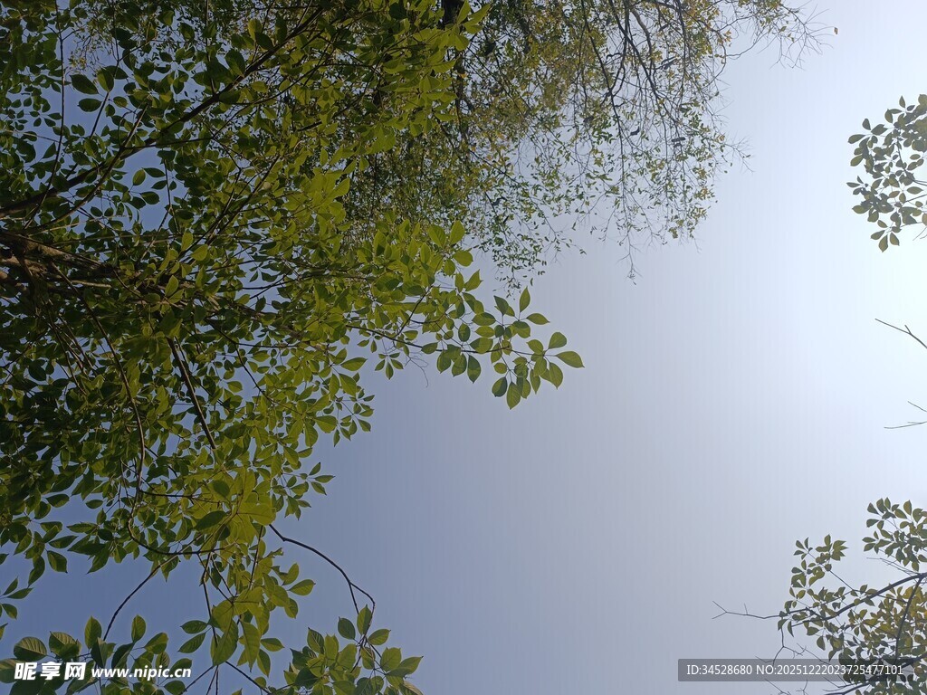 仰视绿树蓝天的清新景象