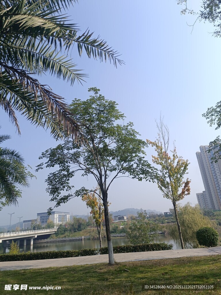 城市公园绿树蓝天景致