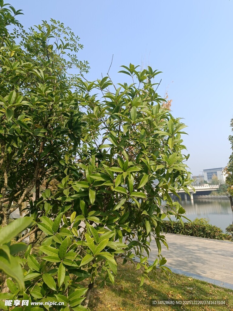 河畔绿树成荫的美丽景致