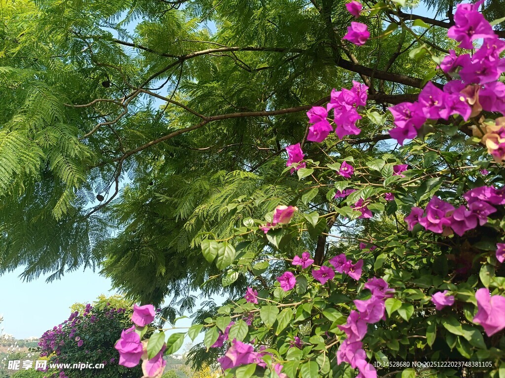 绿叶间绽放的艳丽三角梅