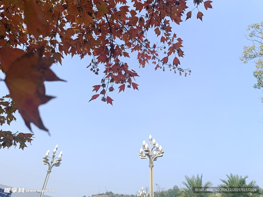 秋日树梢下的路灯景致