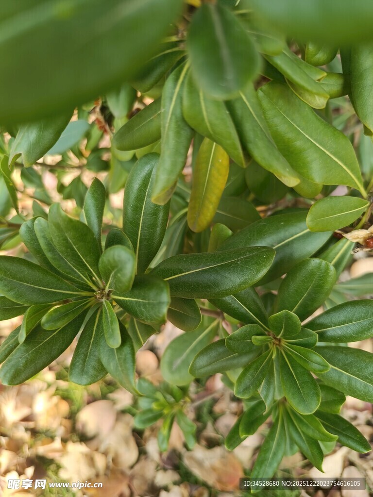 绿叶繁茂的植物特写