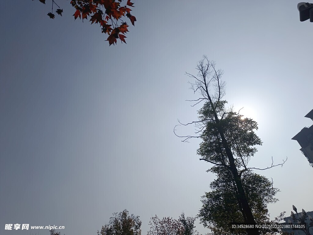 秋日树梢映晴空