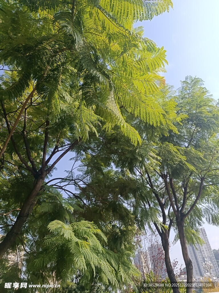 阳光下的葱郁树木