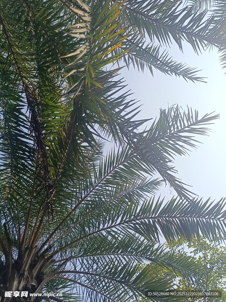 仰视下的繁茂棕榈树