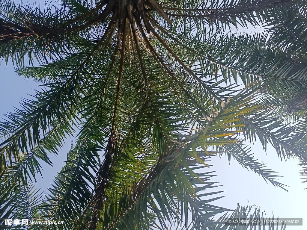仰视下的繁茂棕榈树
