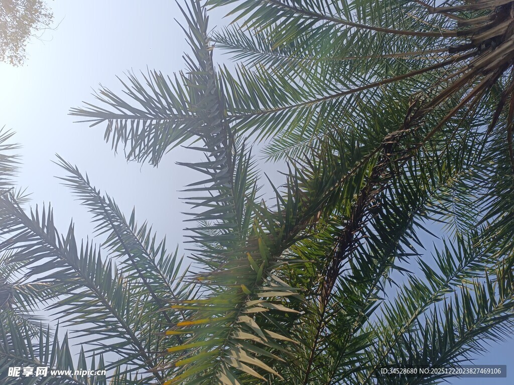 仰视下的棕榈树枝叶