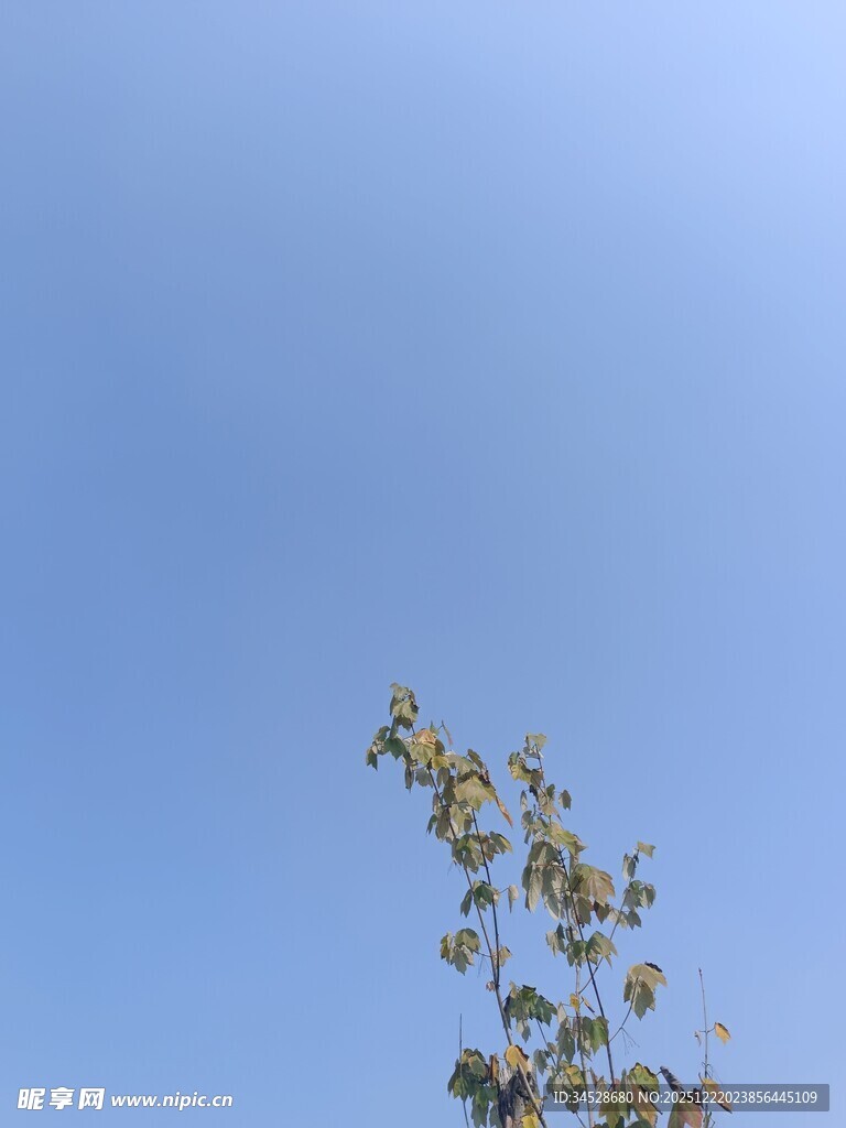 蓝天映衬下的枝叶