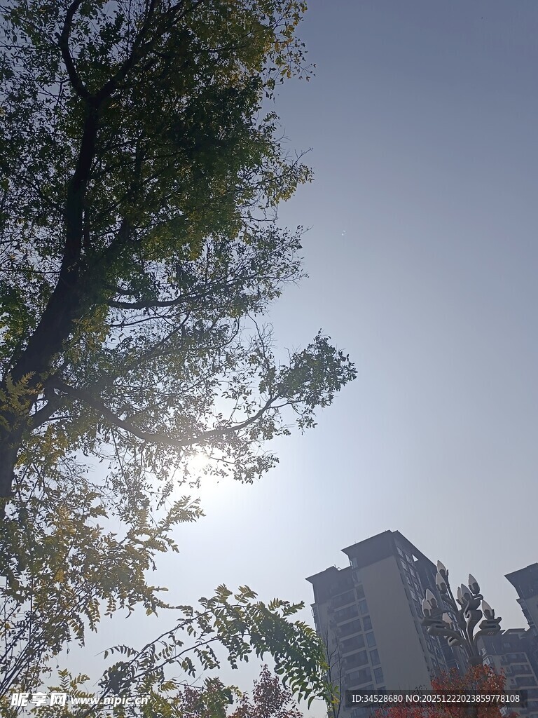 阳光下的树木与高楼