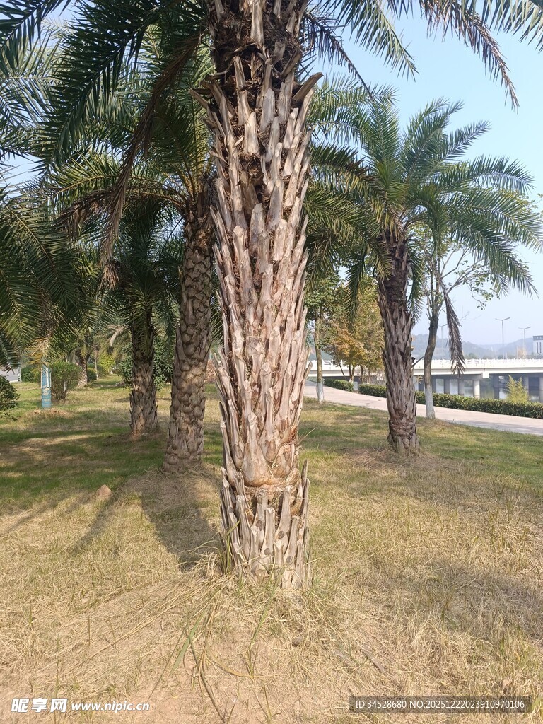户外棕榈树景观
