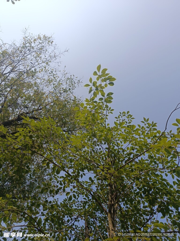 仰视葱郁树木枝叶