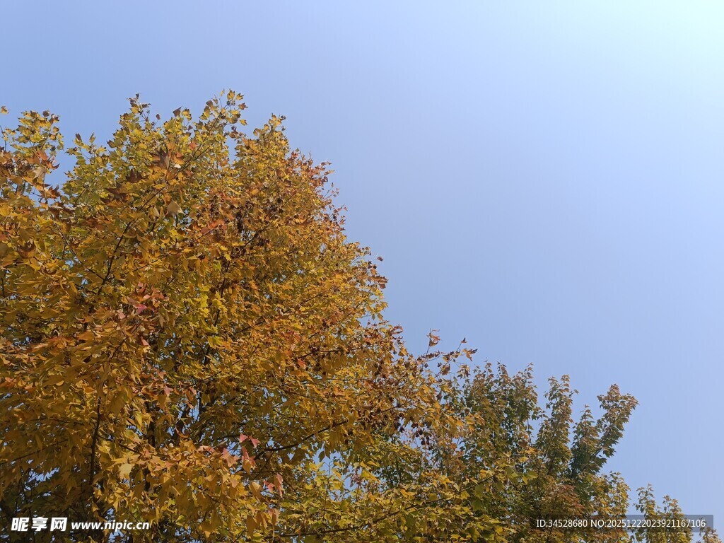 秋日金黄树叶与蓝天